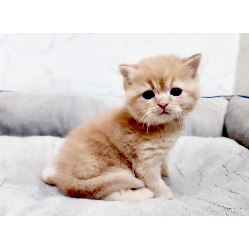 販売中の北海道のスコティッシュストレート-139642の6枚目