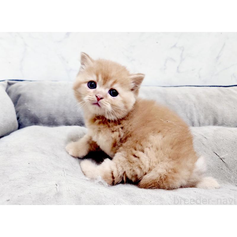 販売中の北海道のスコティッシュストレート-139642の5枚目