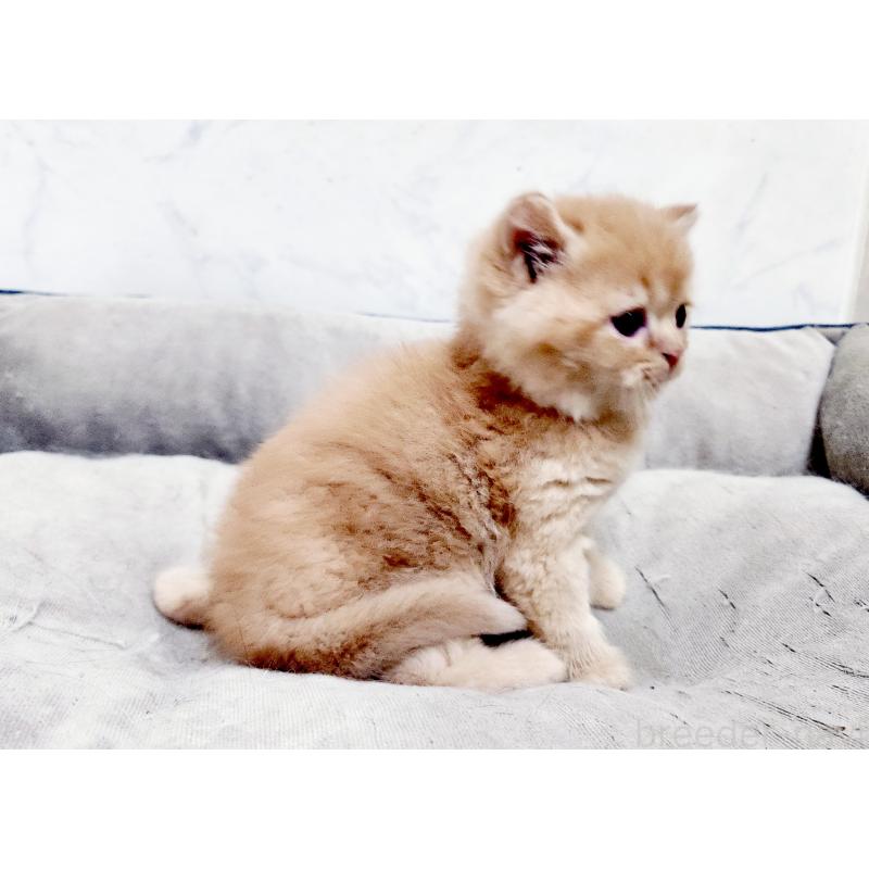 販売中の北海道のスコティッシュストレート-139642の4枚目