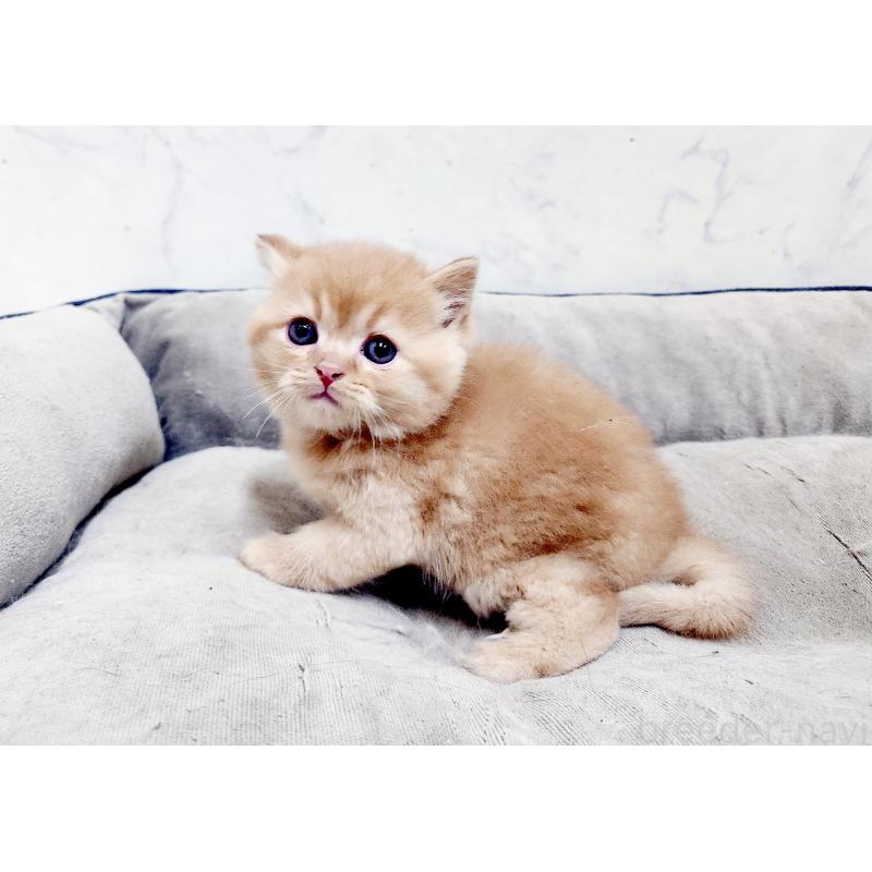 販売中の北海道のスコティッシュストレート-139642の3枚目