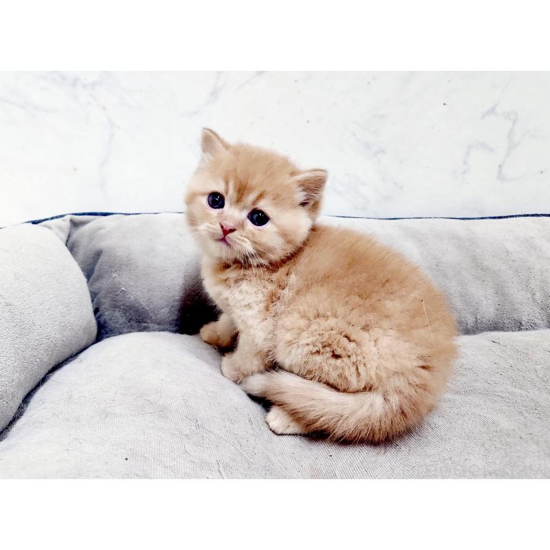 販売中の北海道のスコティッシュストレート-139642の2枚目