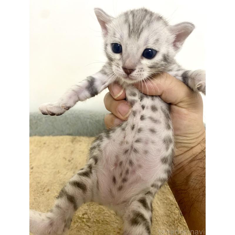 販売中の東京都のベンガル-139643の14枚目