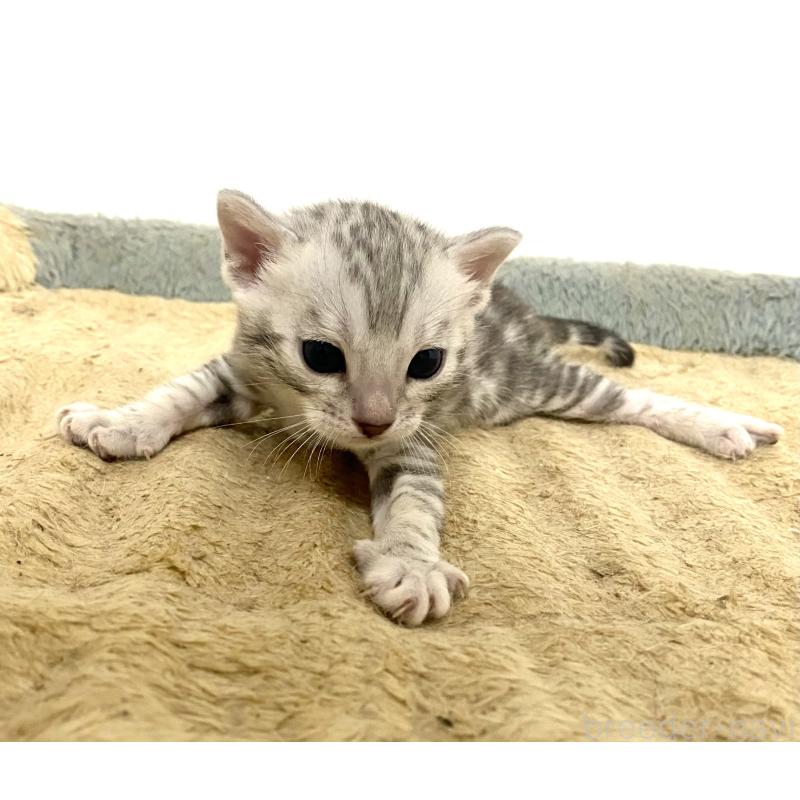 販売中の東京都のベンガル-139643の13枚目