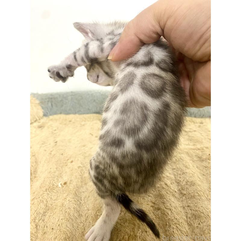 販売中の東京都のベンガル-139643の12枚目