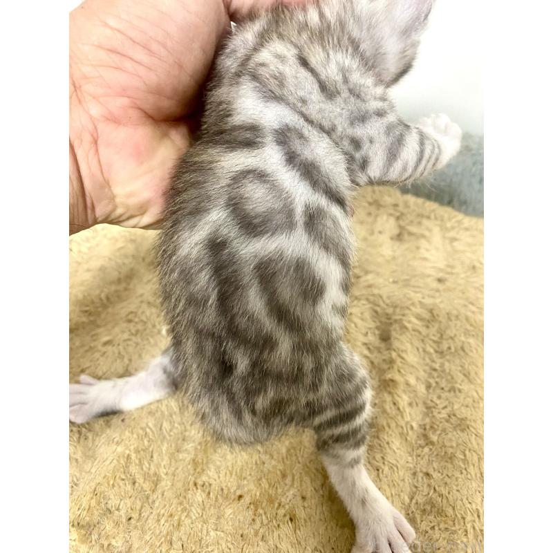 販売中の東京都のベンガル-139643の11枚目