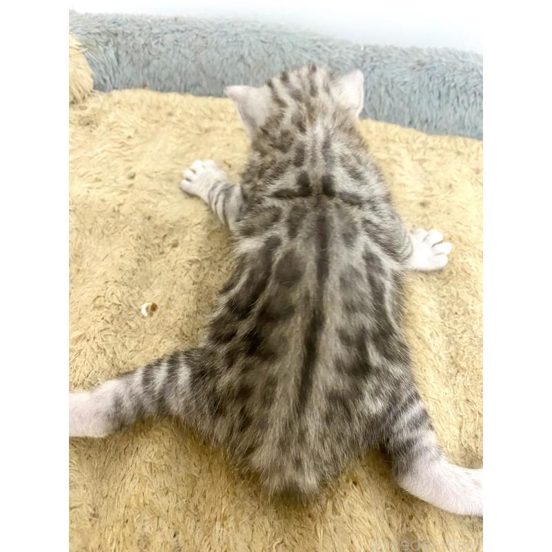 販売中の東京都のベンガル-139643の10枚目