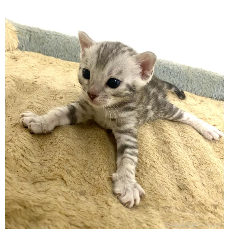 販売中の東京都のベンガル-139643の9枚目