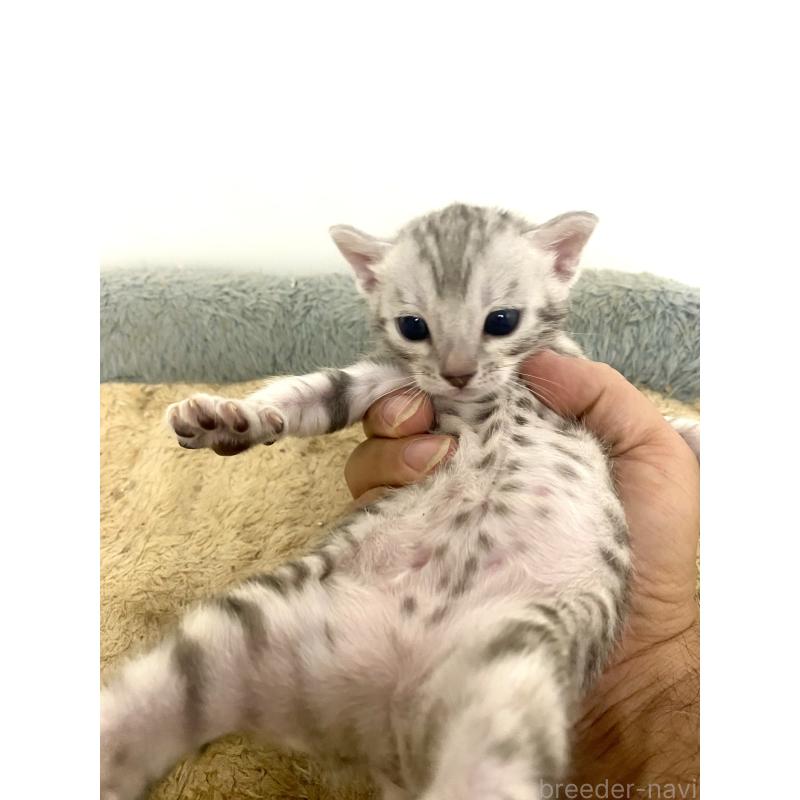 販売中の東京都のベンガル-139643の8枚目