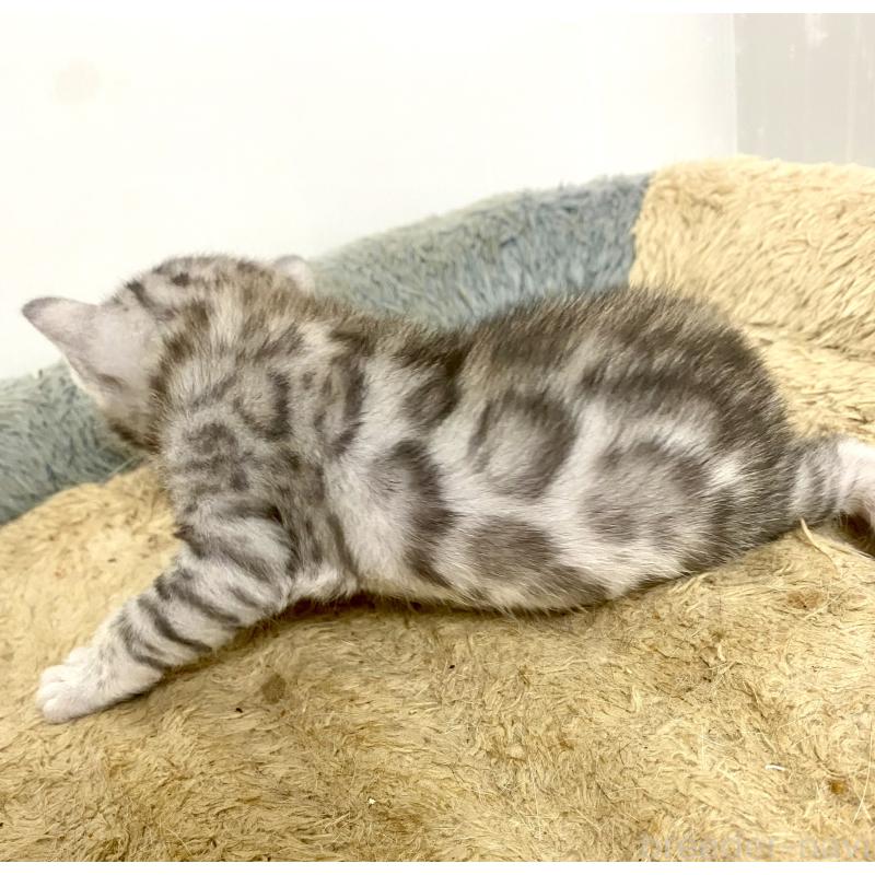 販売中の東京都のベンガル-139643の7枚目