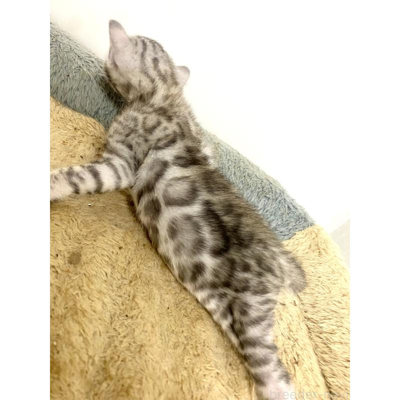 販売中の東京都のベンガル-139643の6枚目