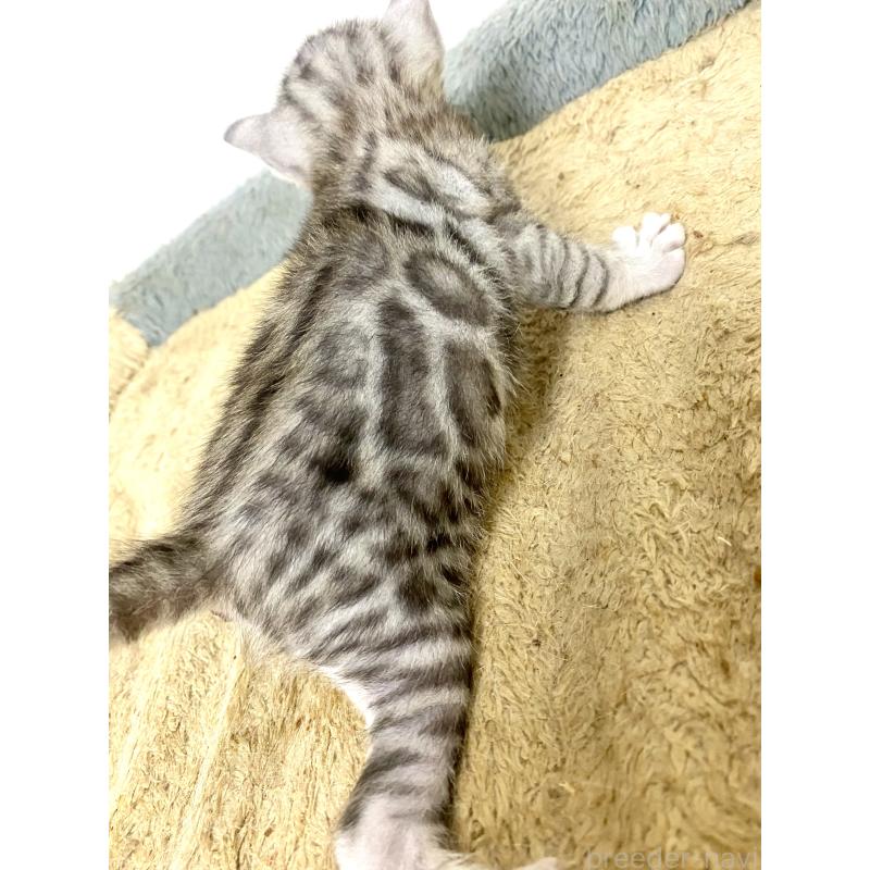 販売中の東京都のベンガル-139643の5枚目