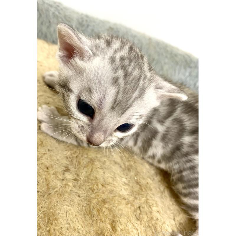 販売中の東京都のベンガル-139643の4枚目