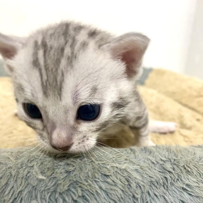 販売中の東京都のベンガル-139643の3枚目