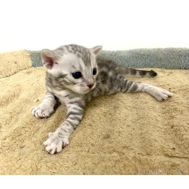 販売中の東京都のベンガル-139643の2枚目