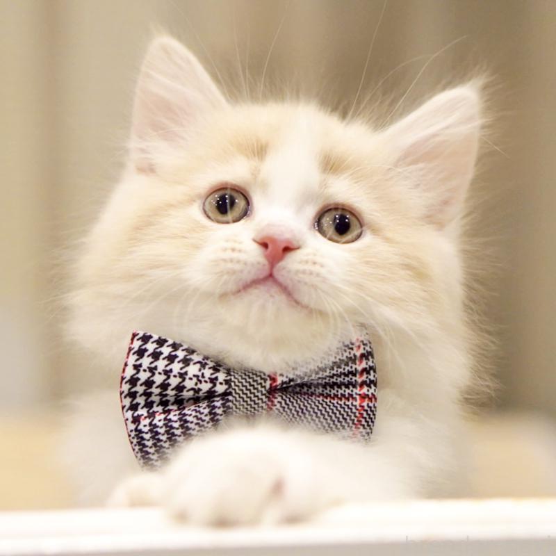 販売中の東京都のサイベリアン-137259の1枚目