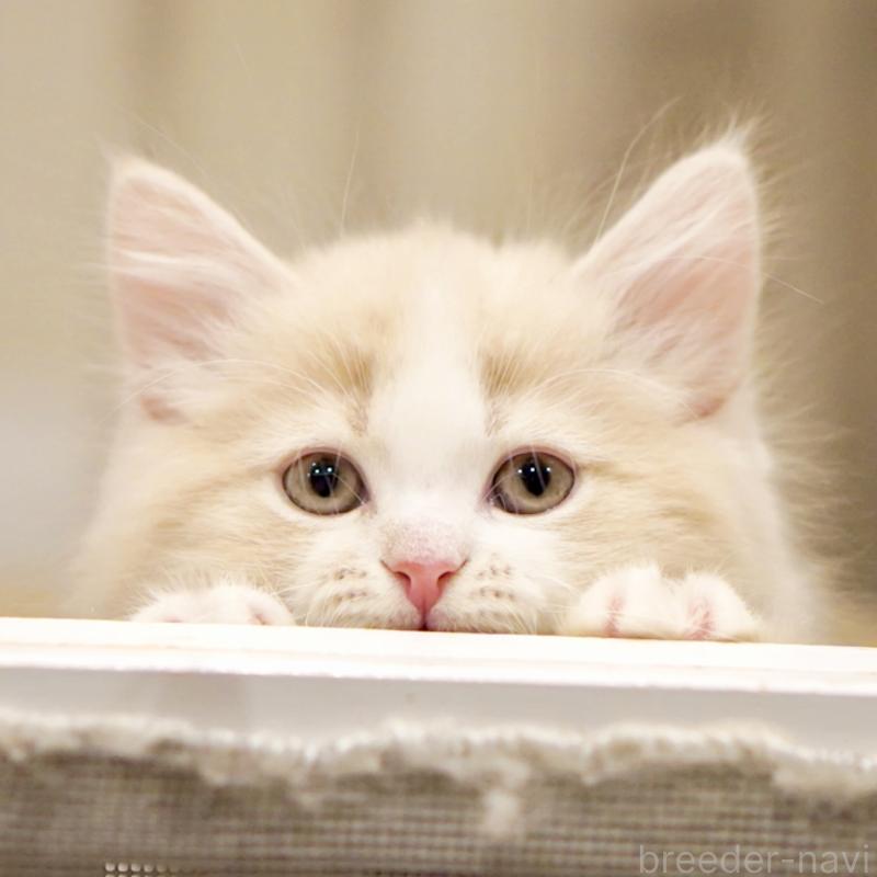 販売中の東京都のサイベリアン-137259の15枚目