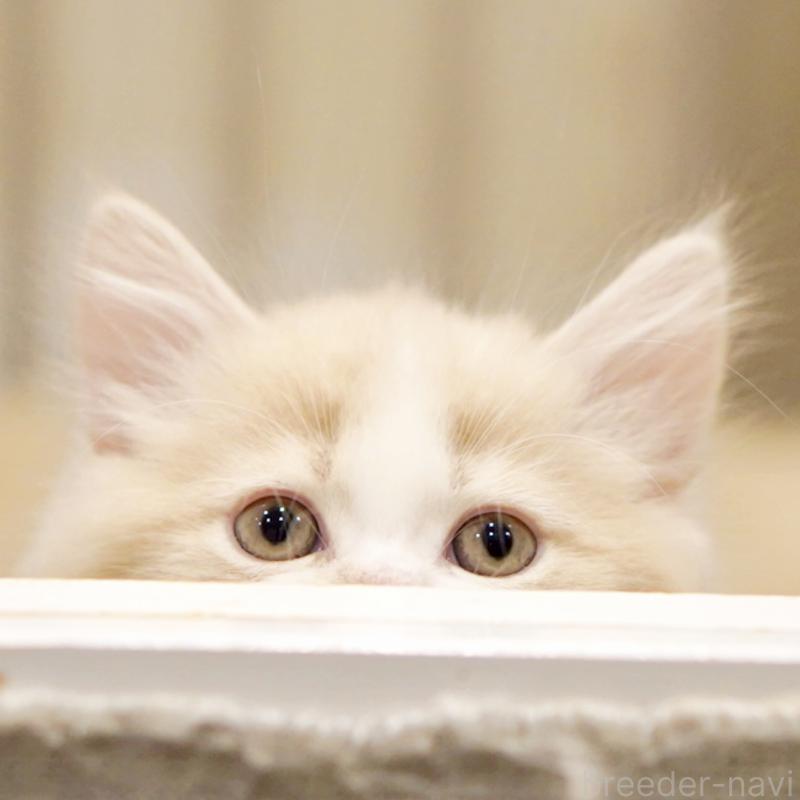 販売中の東京都のサイベリアン-137259の14枚目