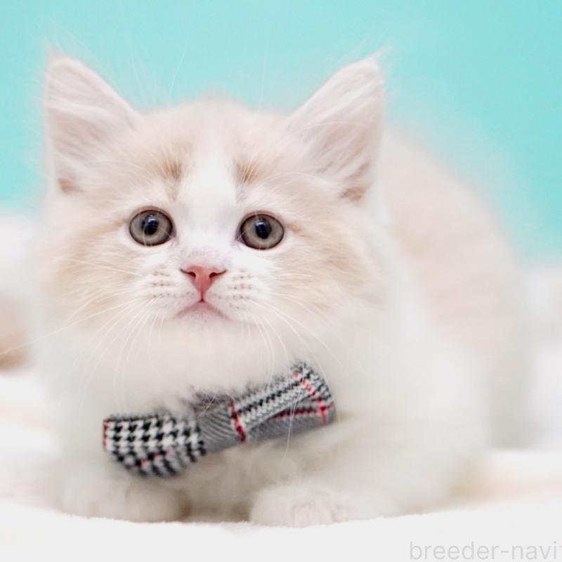 販売中の東京都のサイベリアン-137259の13枚目