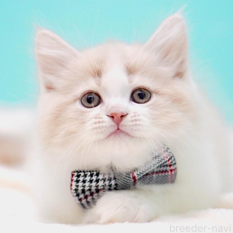 販売中の東京都のサイベリアン-137259の12枚目