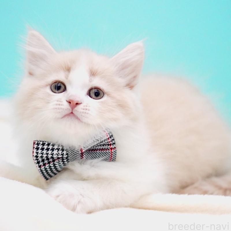 販売中の東京都のサイベリアン-137259の11枚目