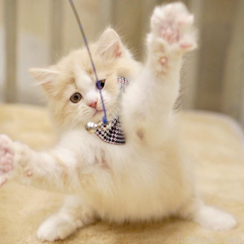 販売中の東京都のサイベリアン-137259の10枚目