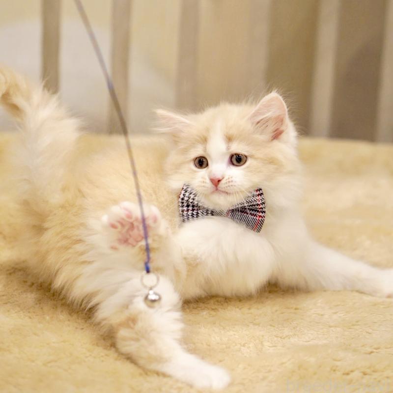 販売中の東京都のサイベリアン-137259の9枚目