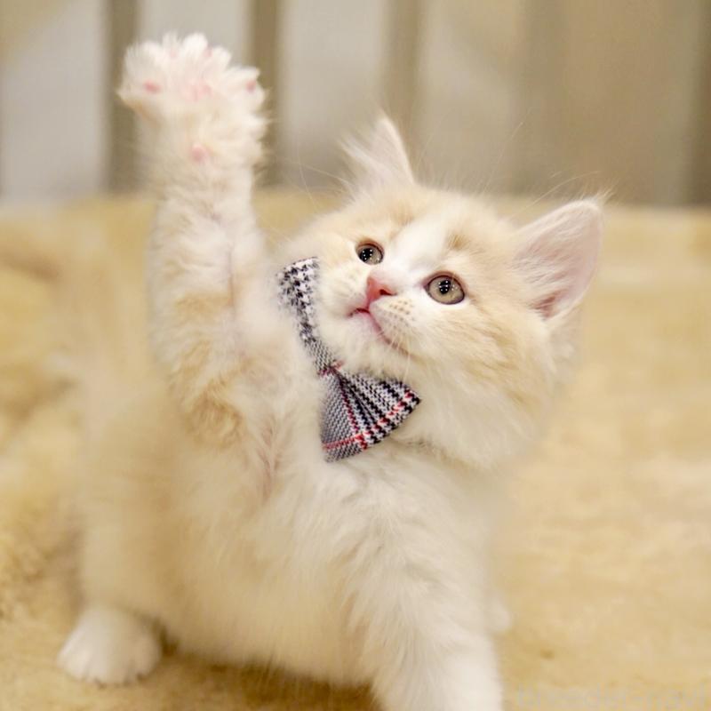 販売中の東京都のサイベリアン-137259の8枚目