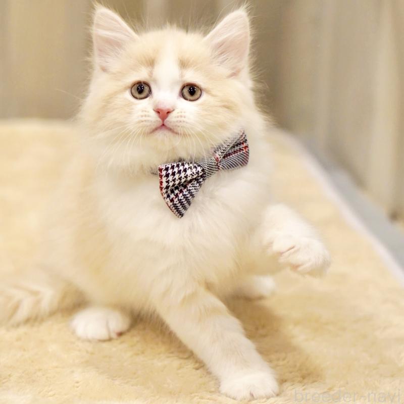 販売中の東京都のサイベリアン-137259の7枚目