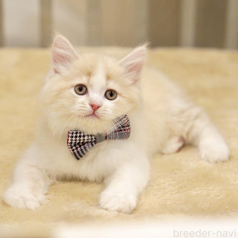 販売中の東京都のサイベリアン-137259の6枚目