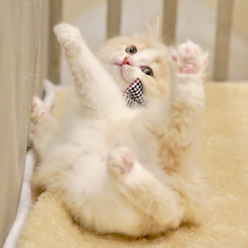 販売中の東京都のサイベリアン-137259の5枚目