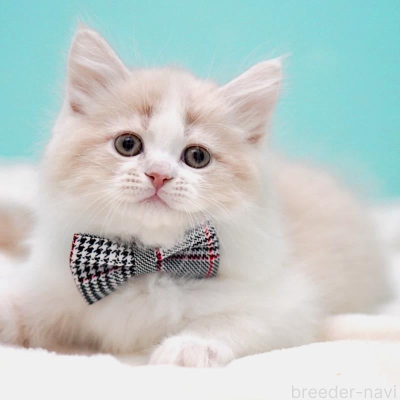 販売中の東京都のサイベリアン-137259の4枚目