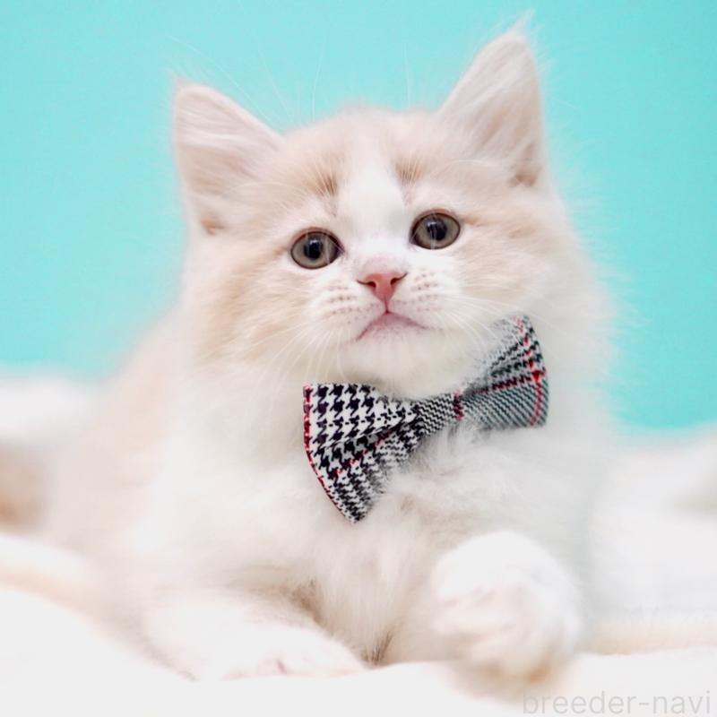 販売中の東京都のサイベリアン-137259の3枚目