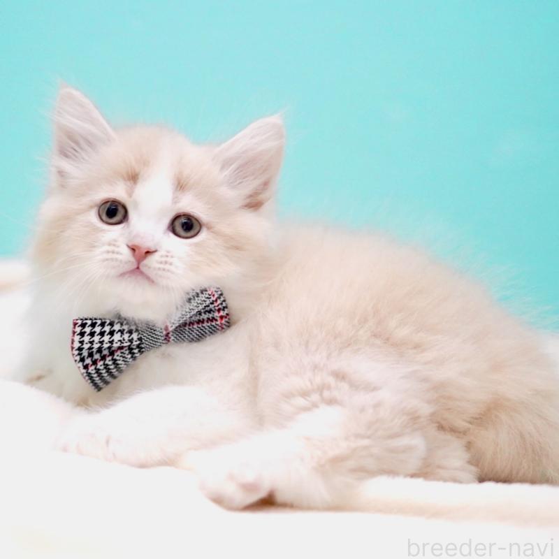 販売中の東京都のサイベリアン-137259の2枚目