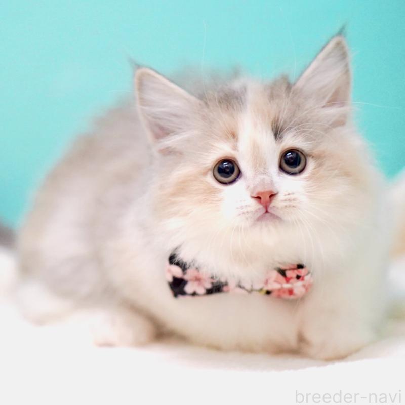 販売中の東京都のサイベリアン-137260