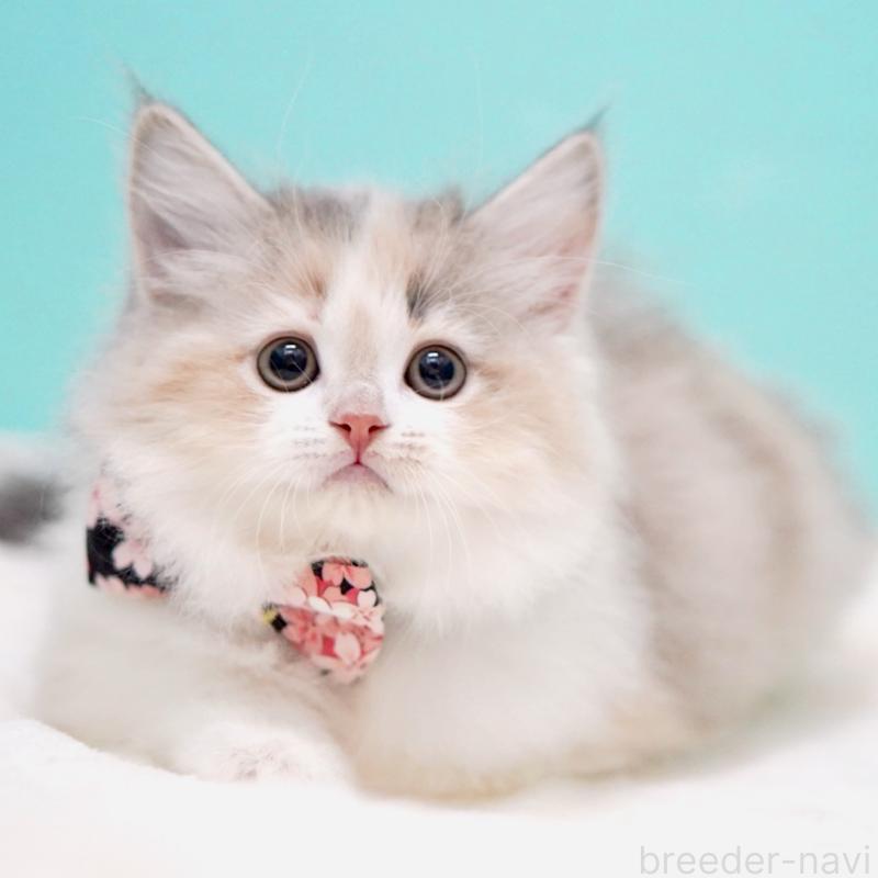 販売中の東京都のサイベリアン-137260の15枚目