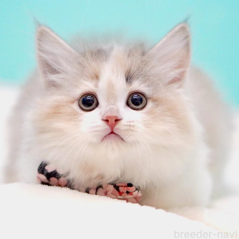 販売中の東京都のサイベリアン-137260の14枚目