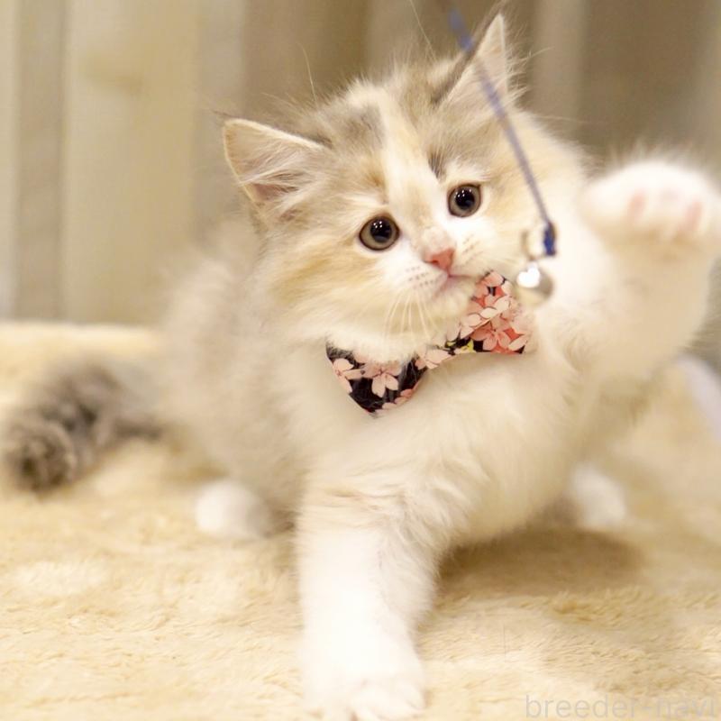 販売中の東京都のサイベリアン-137260の12枚目