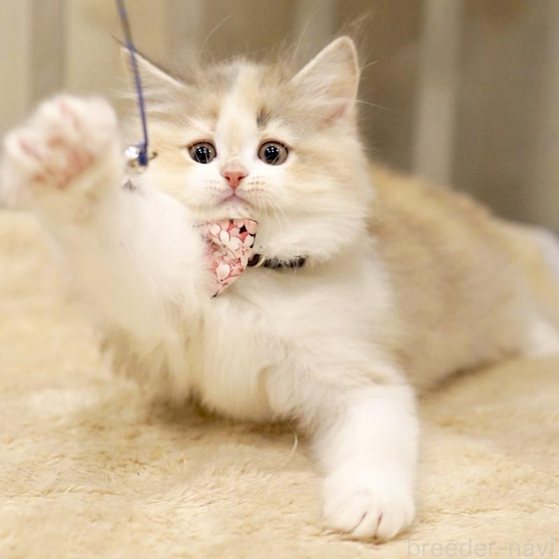 販売中の東京都のサイベリアン-137260の11枚目