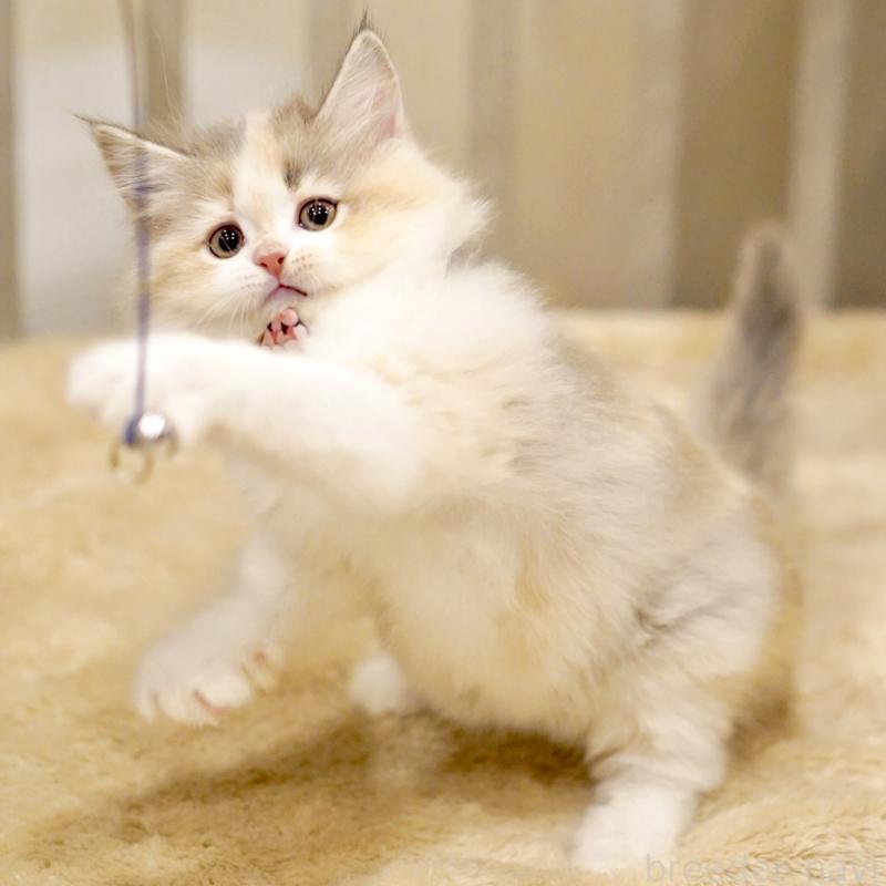 販売中の東京都のサイベリアン-137260の10枚目