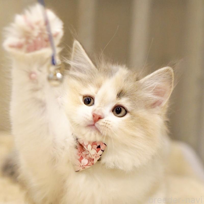 販売中の東京都のサイベリアン-137260の9枚目