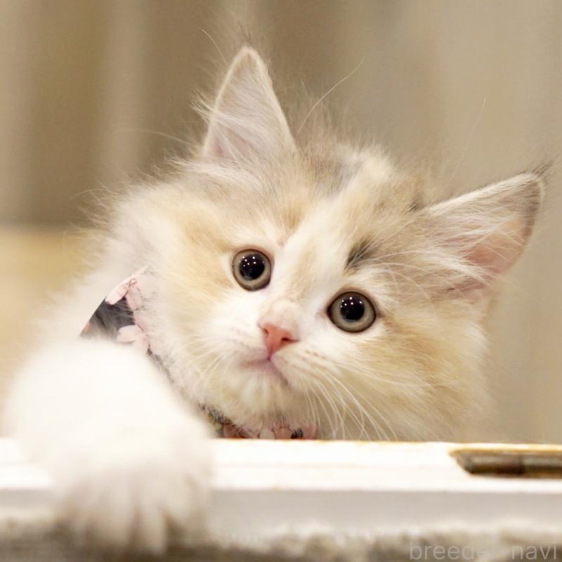 販売中の東京都のサイベリアン-137260の8枚目