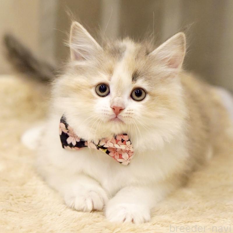 販売中の東京都のサイベリアン-137260の7枚目