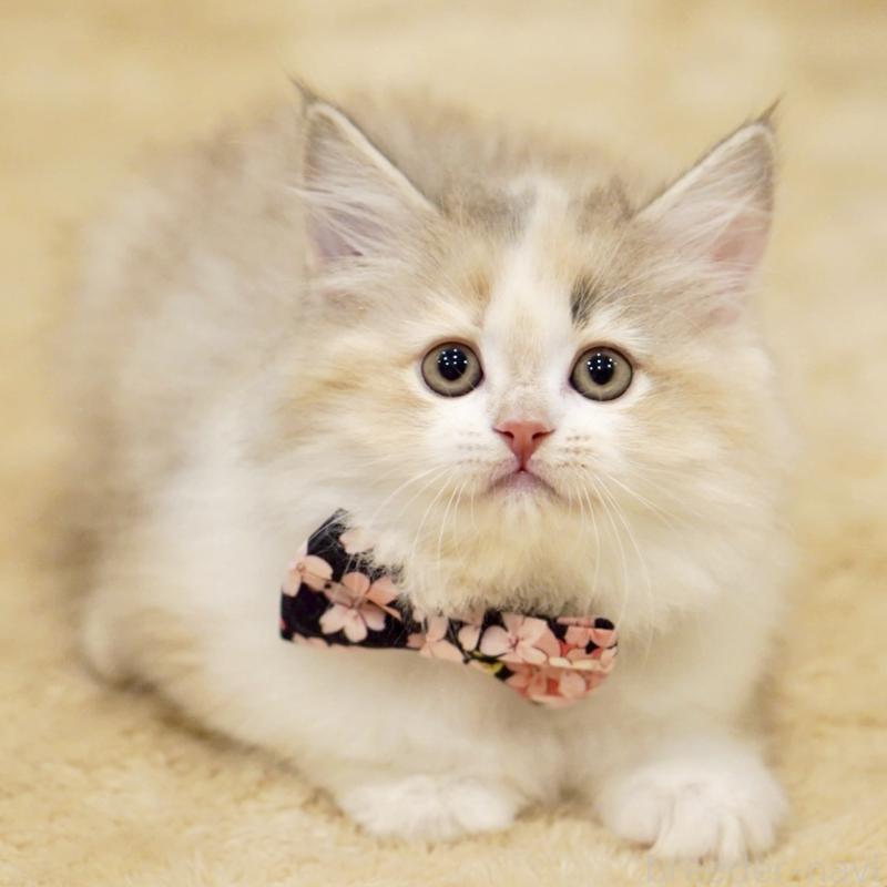 販売中の東京都のサイベリアン-137260の6枚目