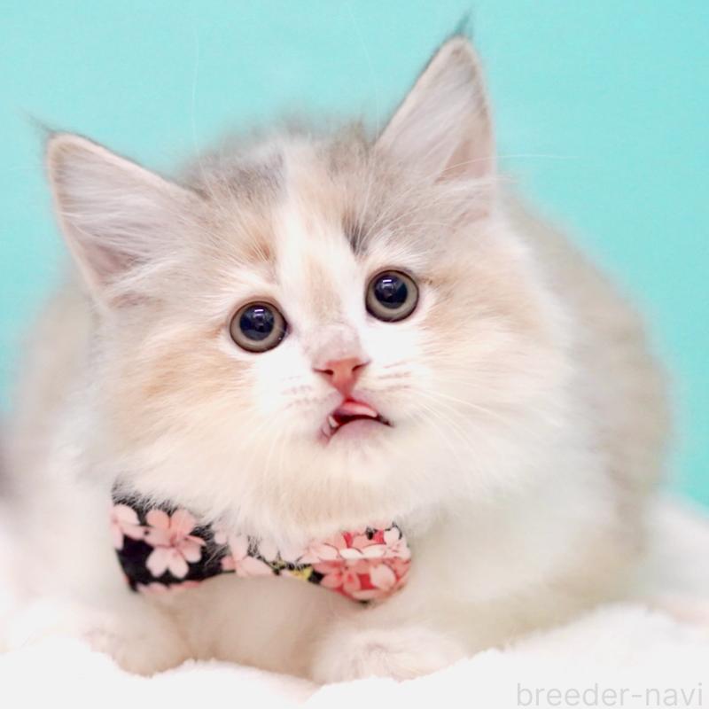 販売中の東京都のサイベリアン-137260の5枚目