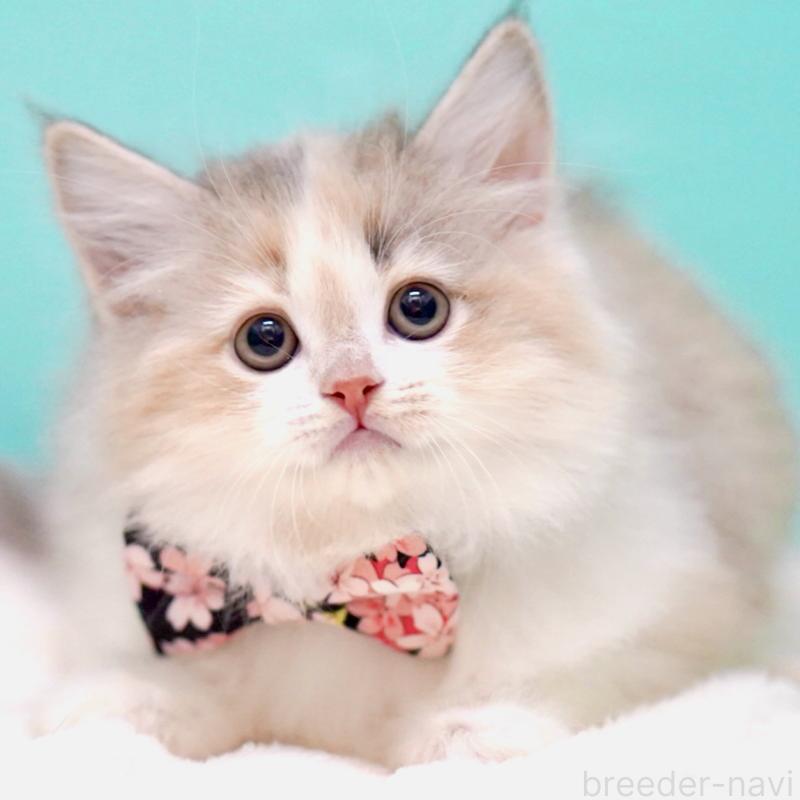 販売中の東京都のサイベリアン-137260の4枚目