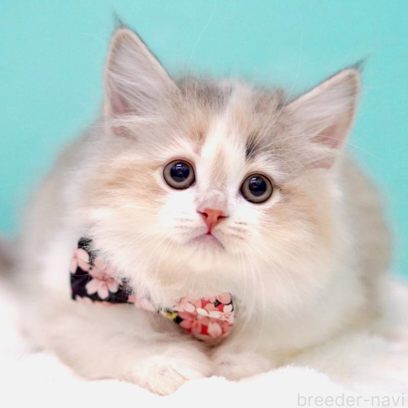 販売中の東京都のサイベリアン-137260の3枚目