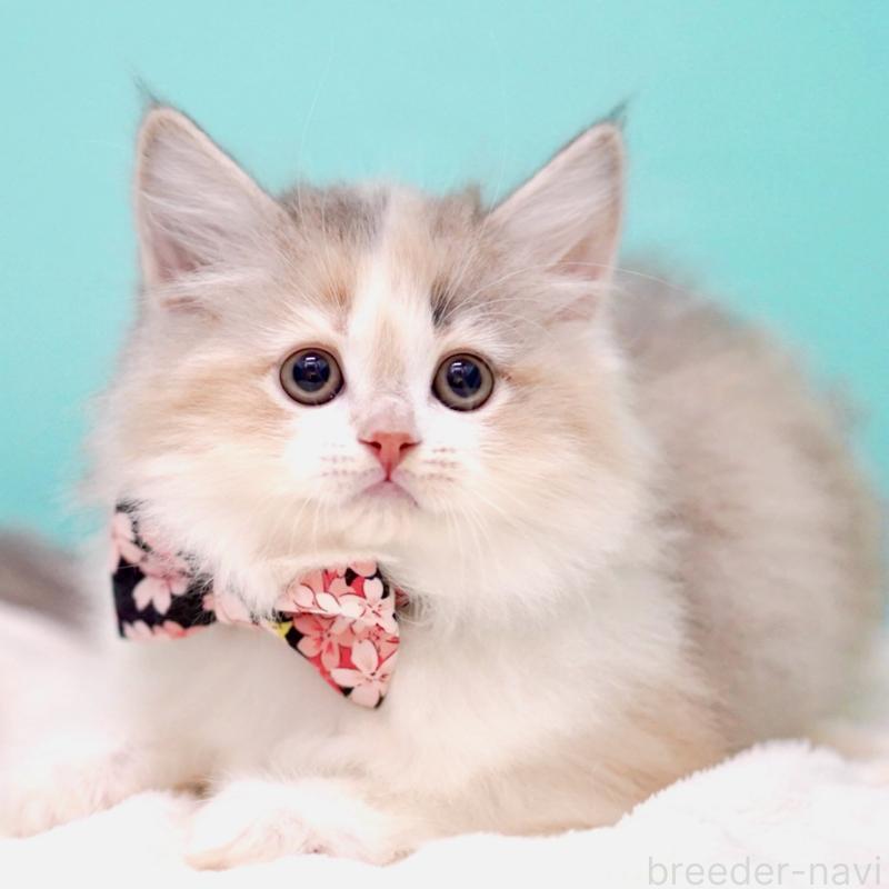 販売中の東京都のサイベリアン-137260の2枚目