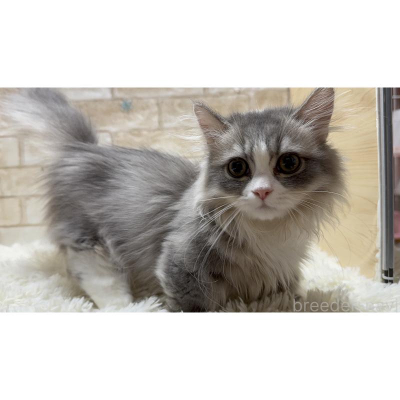 販売中の愛知県のミヌエット(短足)-134568