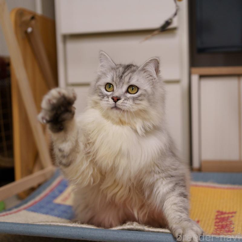 販売中の大阪府のサイベリアン-124718の6枚目