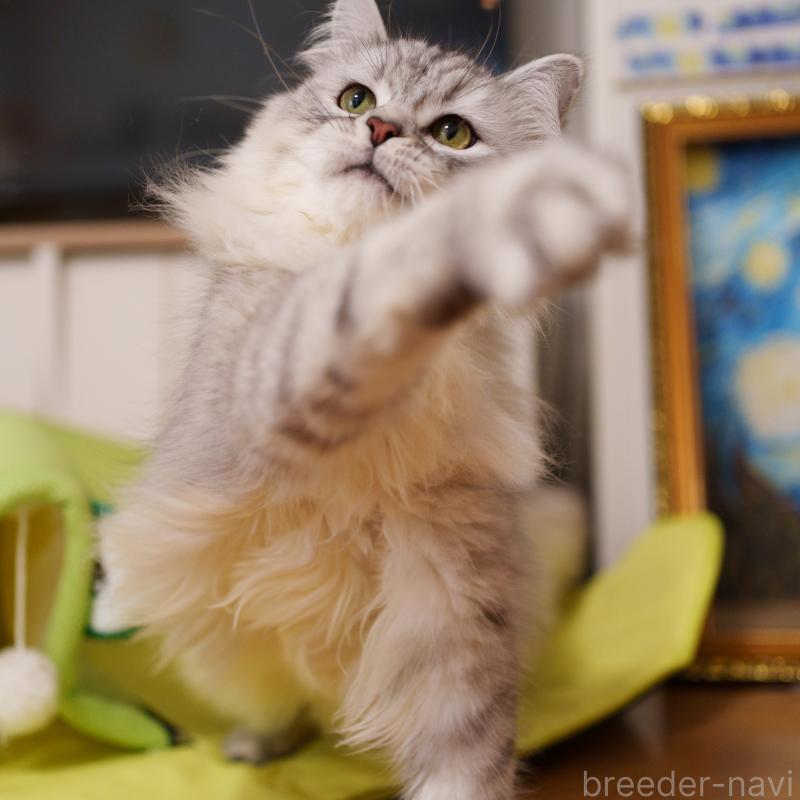 販売中の大阪府のサイベリアン-124718の5枚目